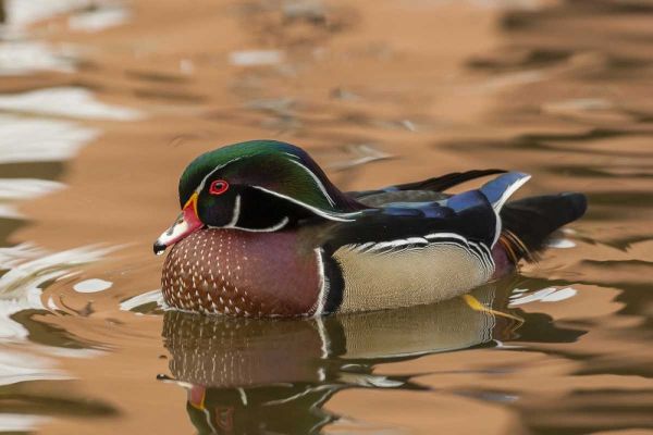USA, New Mexico Wood duck swimming in water